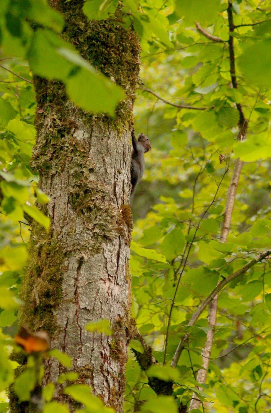 Arbre avec écureuil